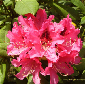 Rhododendron 'Chevalier Felix De Sauvage'